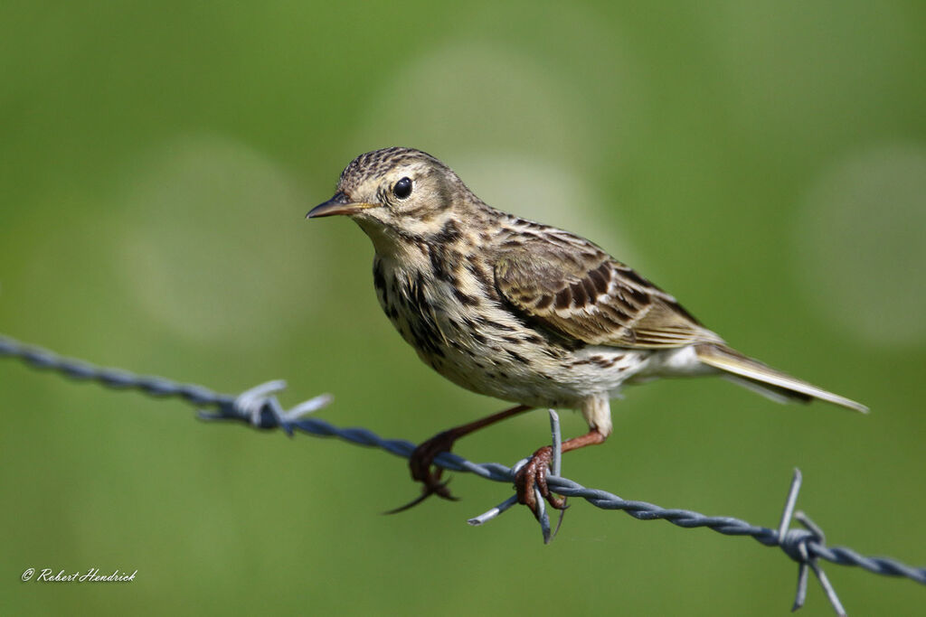 Meadow Pipit