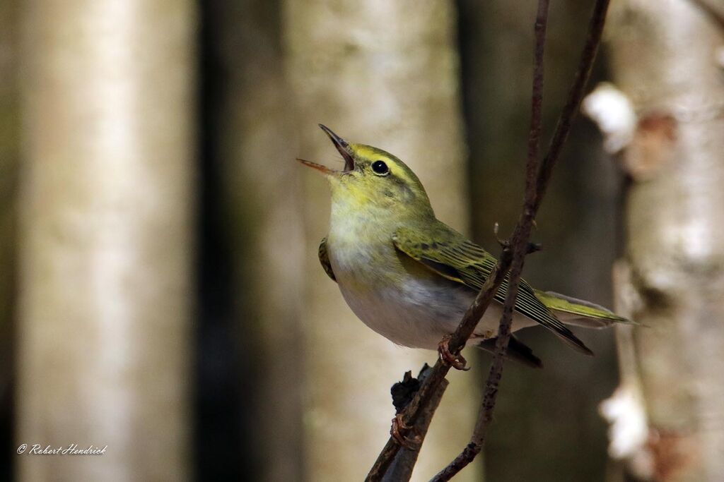 Wood Warbler
