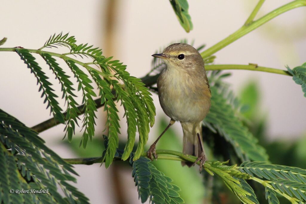 Common Chiffchaff