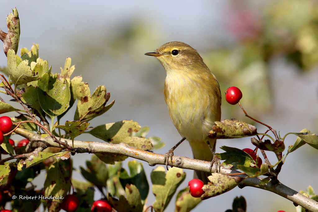 Common Chiffchaff