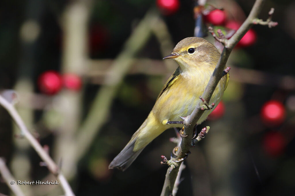 Common Chiffchaff