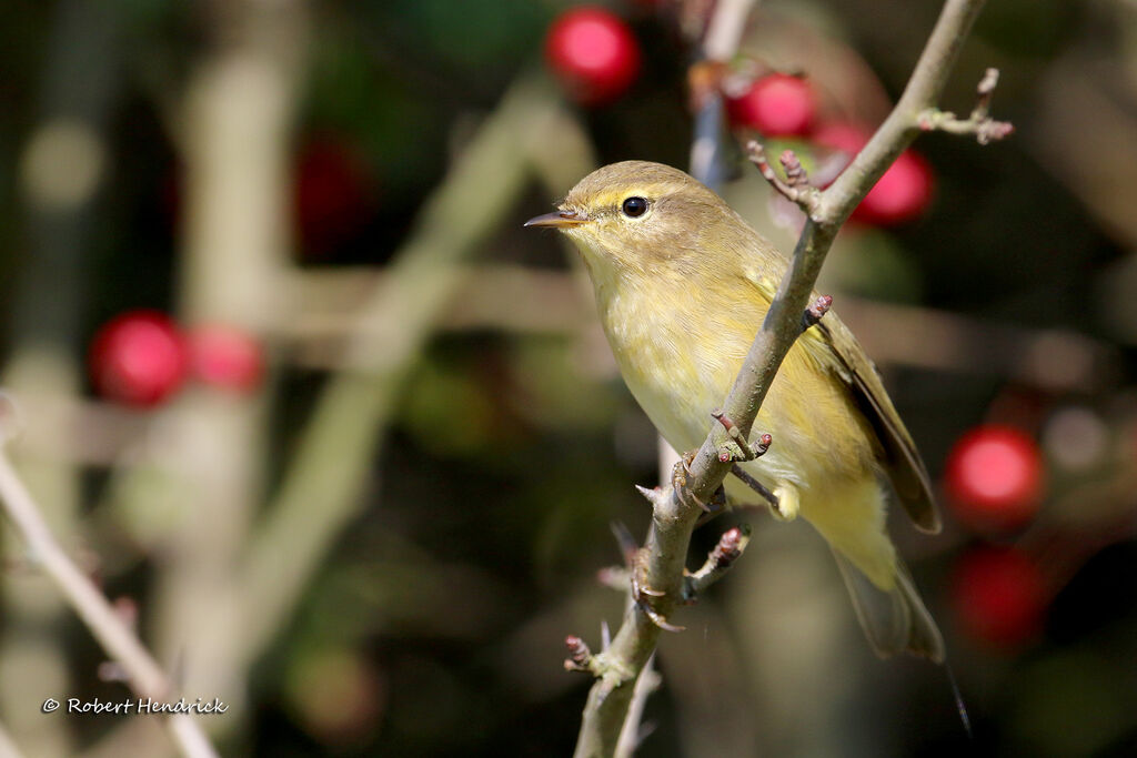 Common Chiffchaff