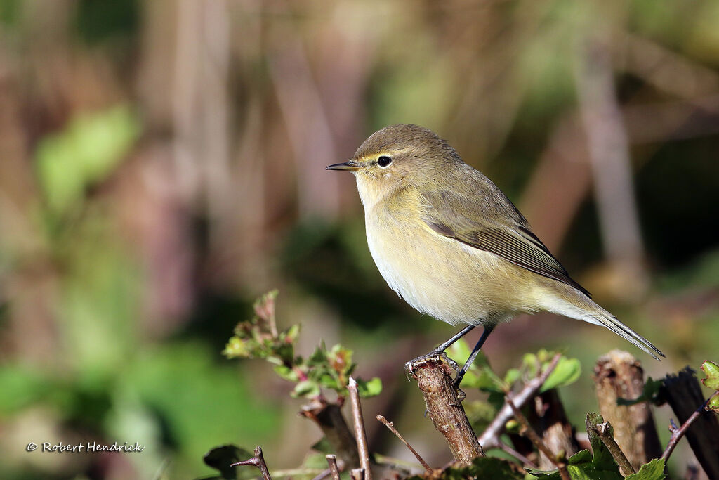 Common Chiffchaff