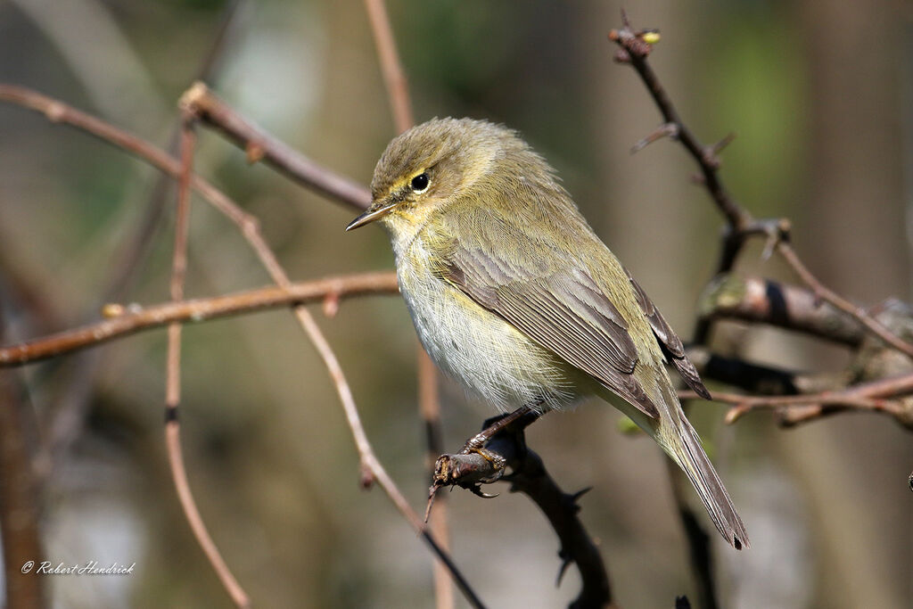 Common Chiffchaff