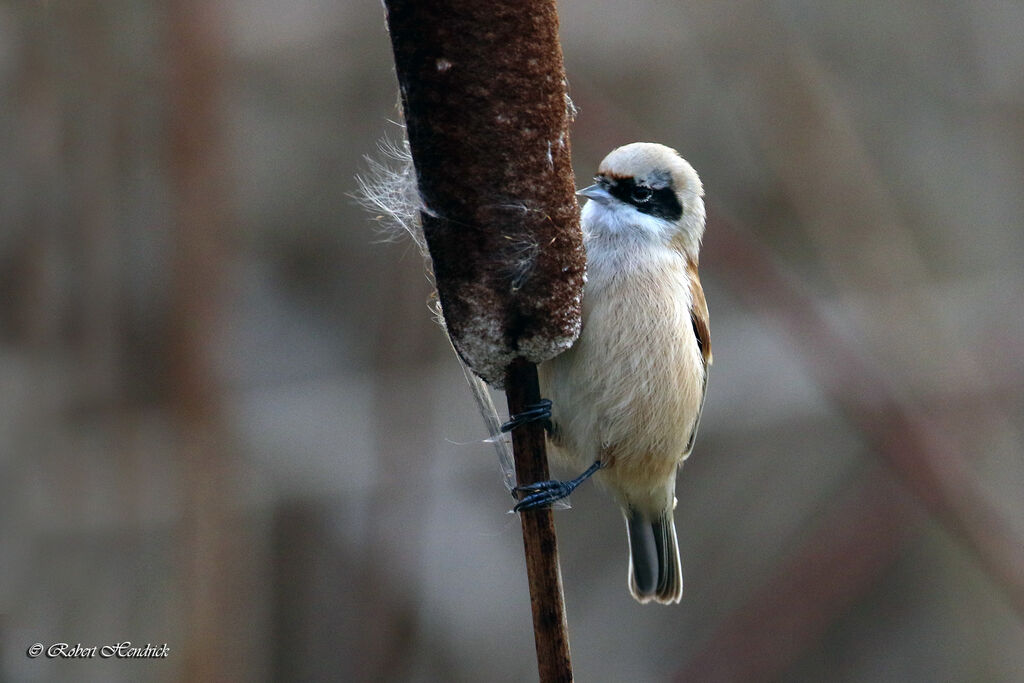 Rémiz penduline