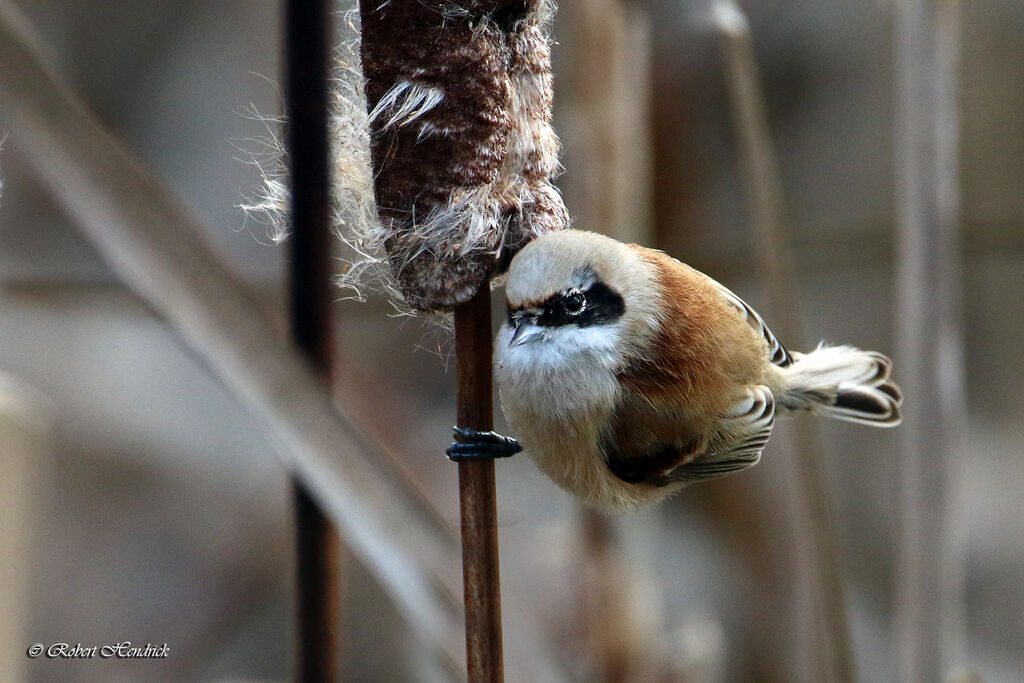 Eurasian Penduline Tit