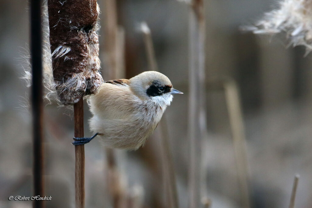 Eurasian Penduline Tit