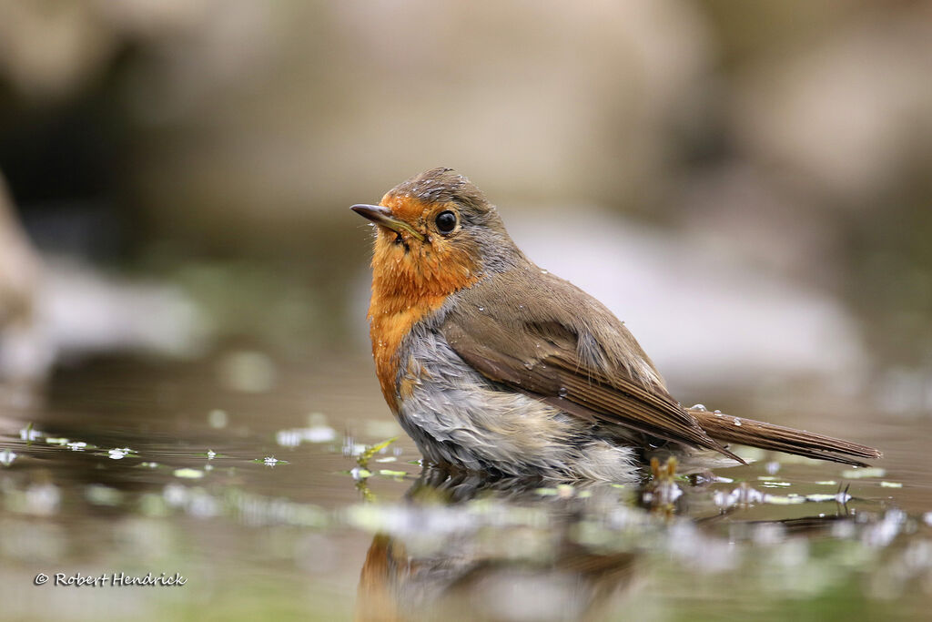European Robin