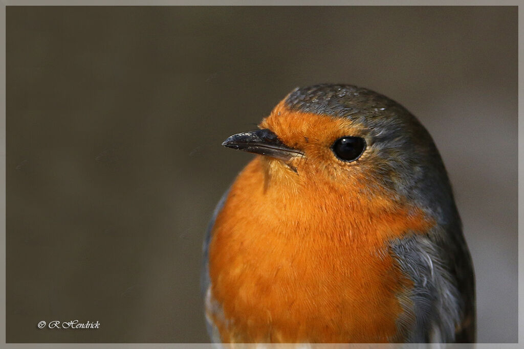 European Robin