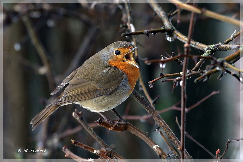 European Robin