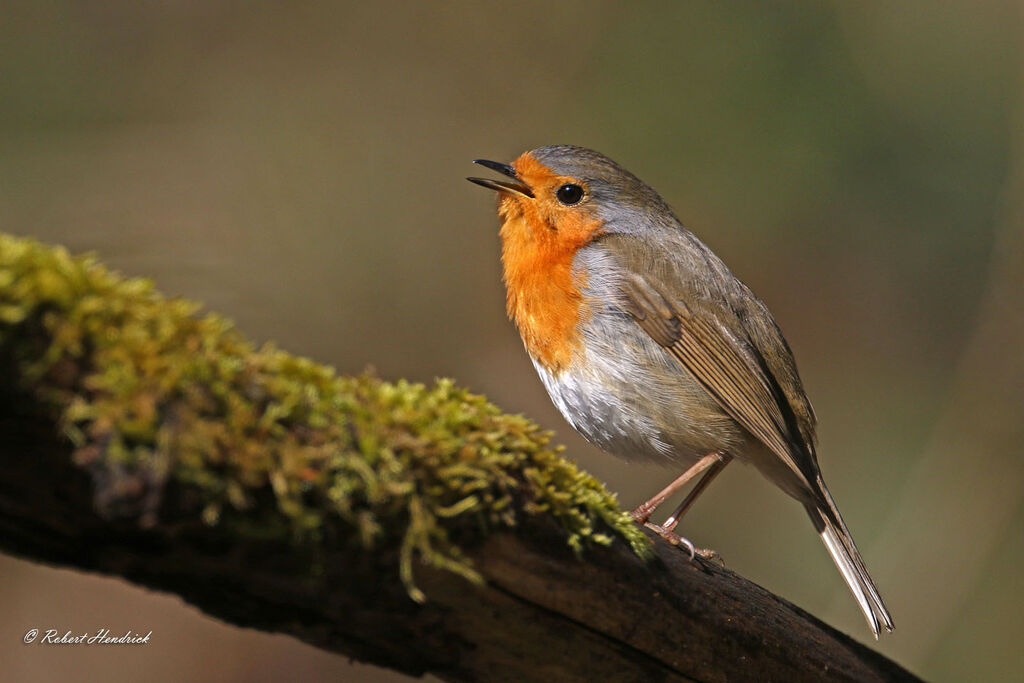 European Robin