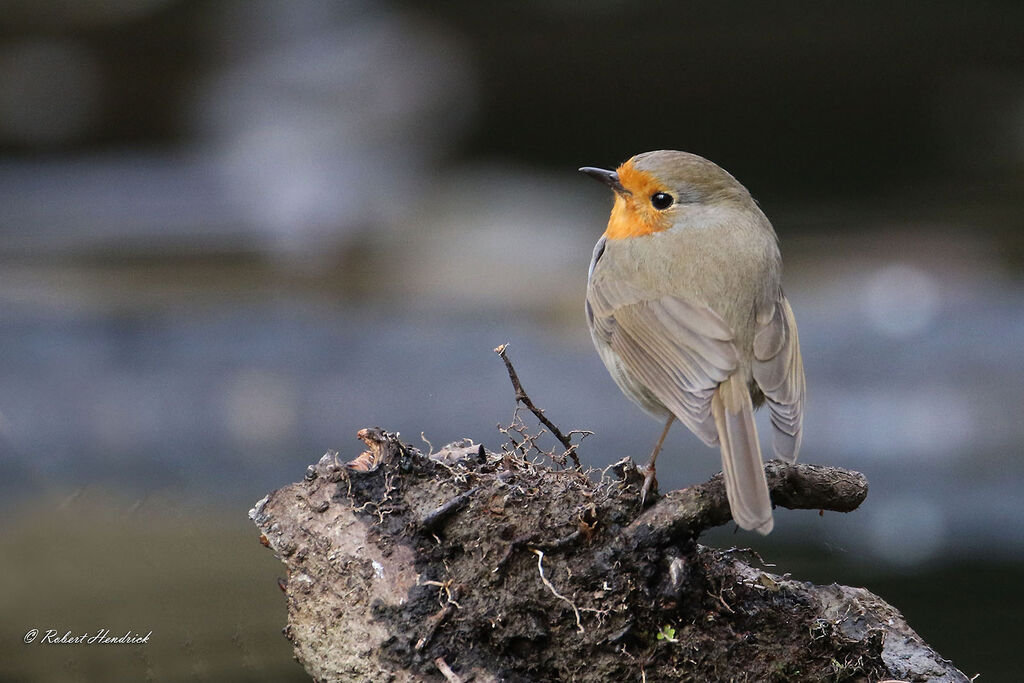 European Robin