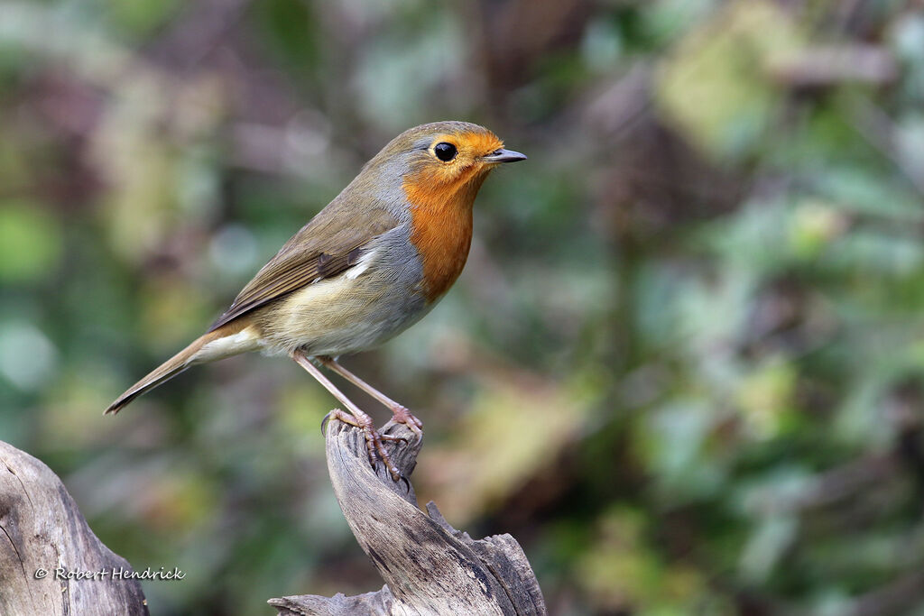 European Robin