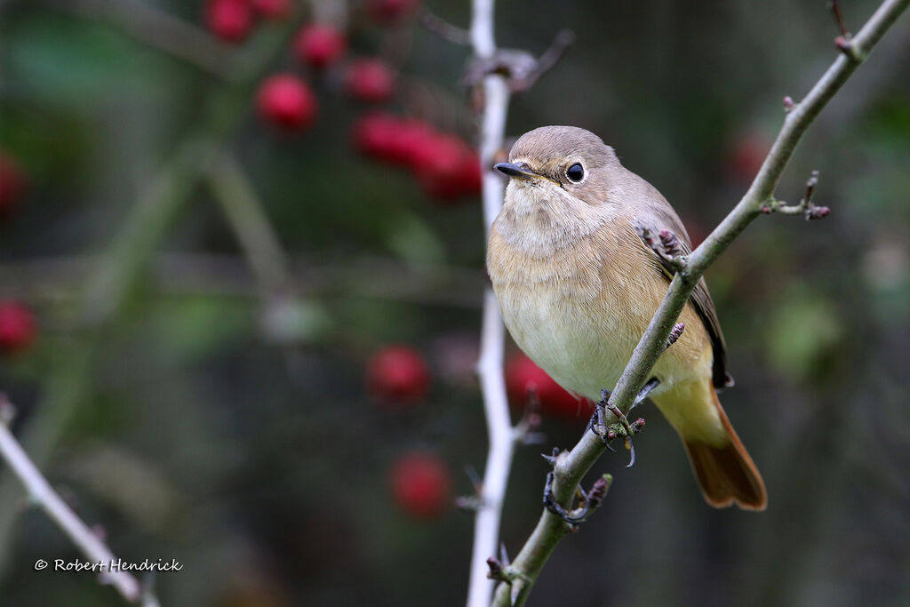 Common Redstart