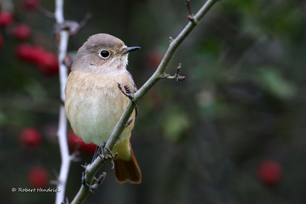 Common Redstart