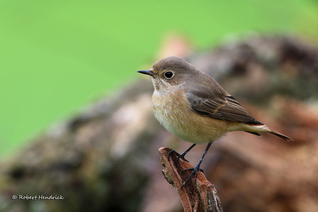 Common Redstart