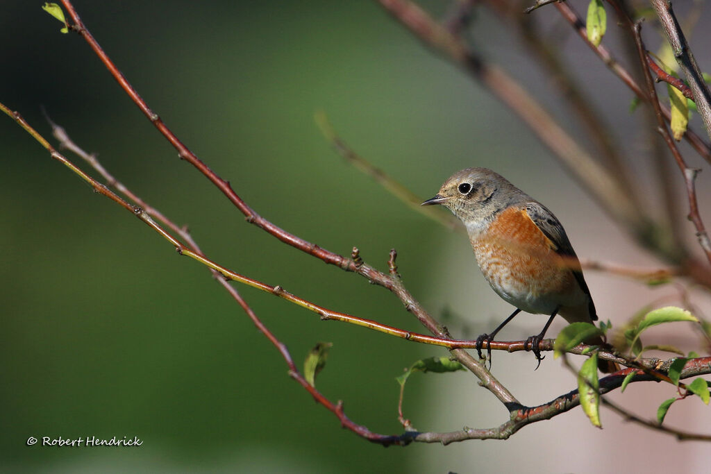 Common Redstart