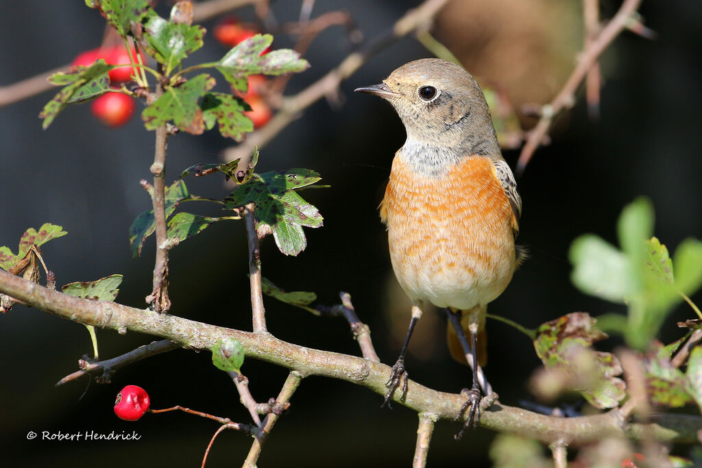 Common Redstart