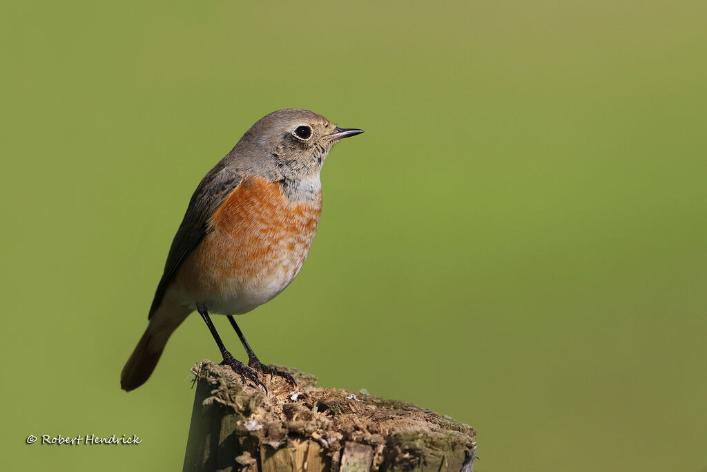 Common Redstart