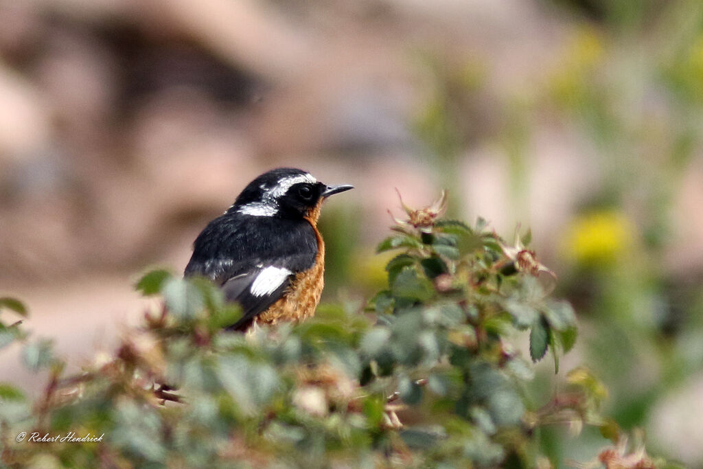 Rougequeue de Moussier