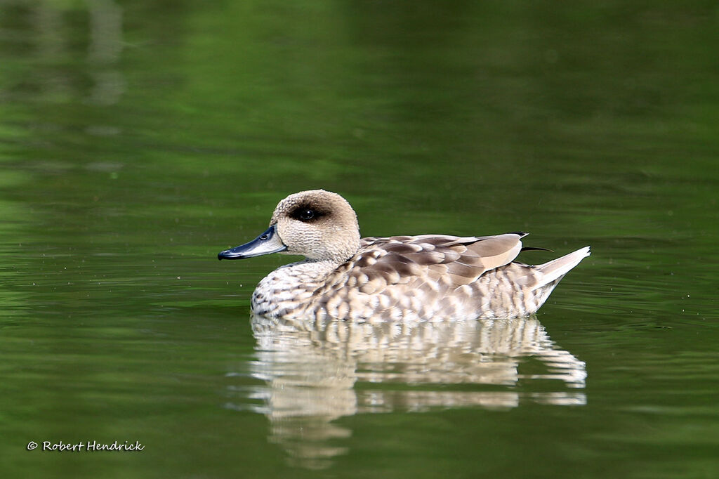 Marbled Duck