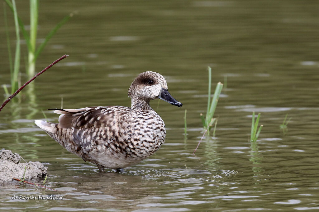 Marbled Duck