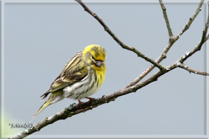 Serin cini