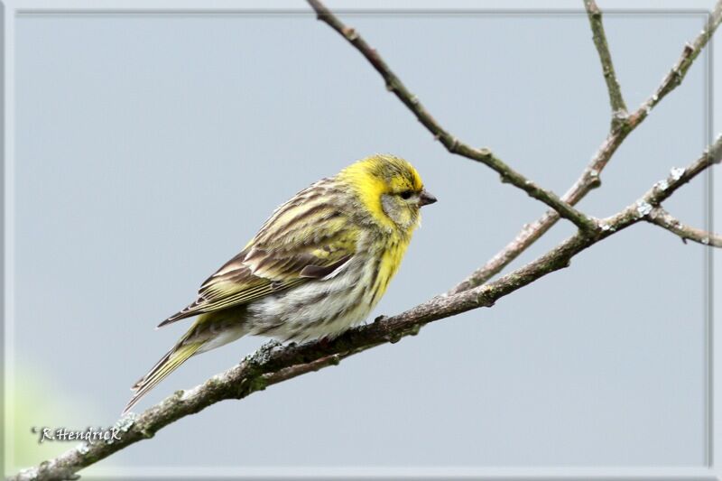 Serin cini