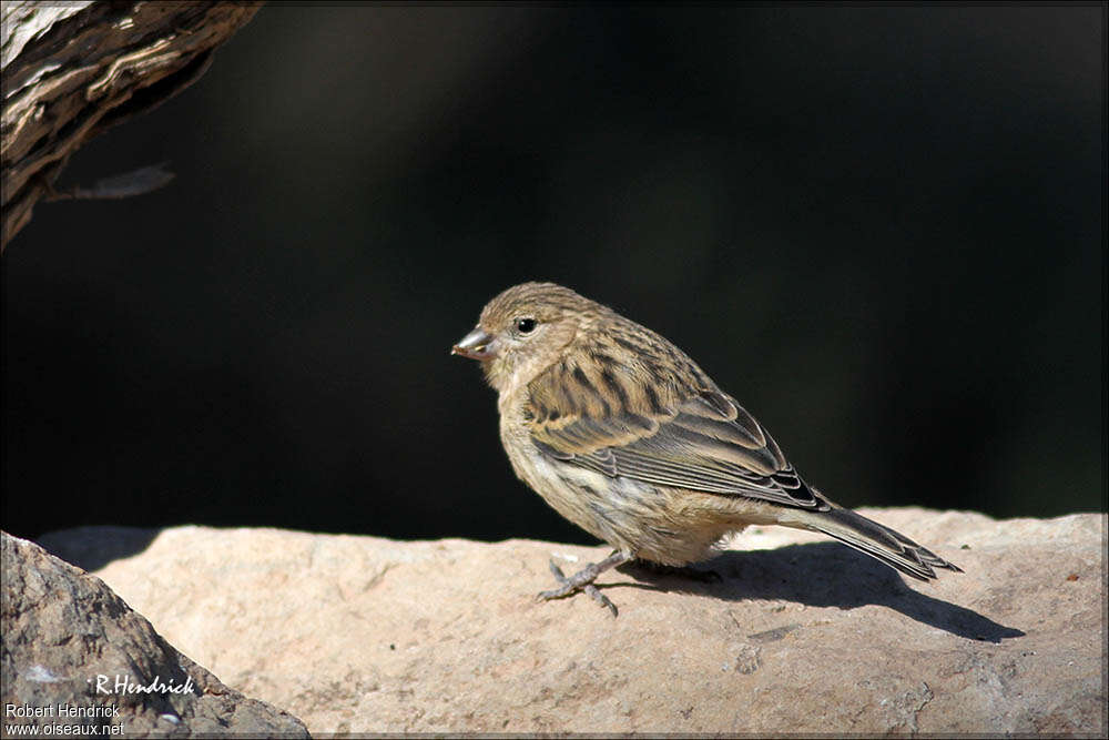 Atlantic Canaryjuvenile, identification