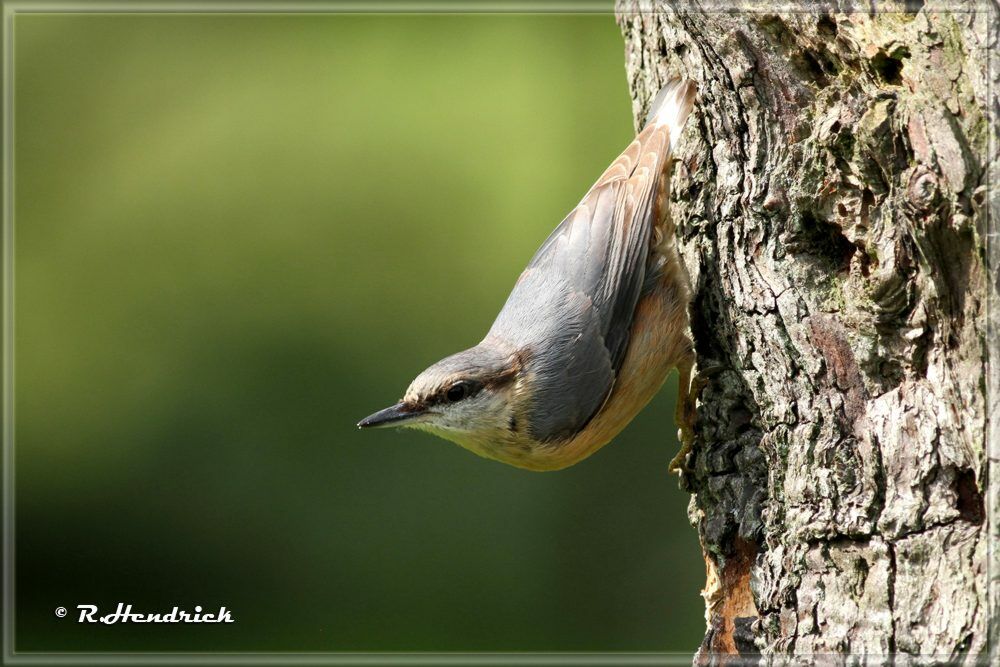 Eurasian Nuthatch