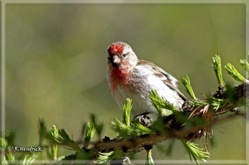 Redpoll