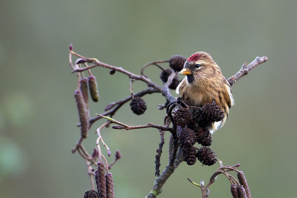 Redpoll