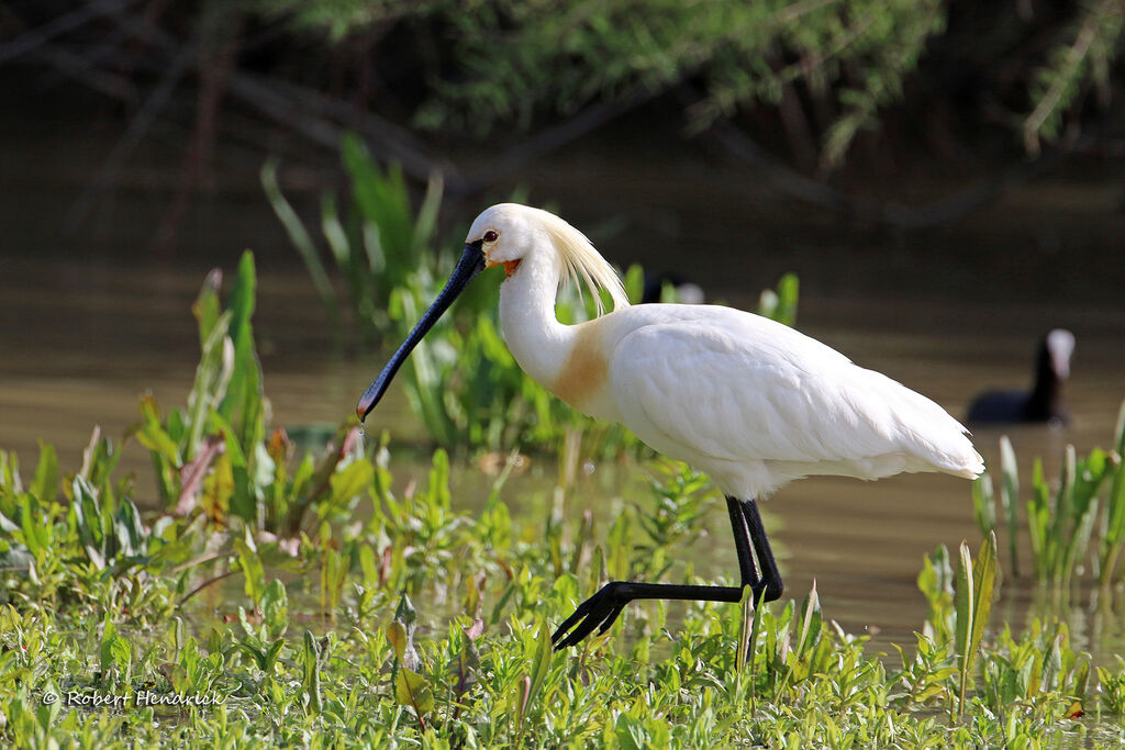 Eurasian Spoonbill