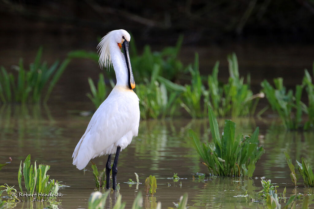 Eurasian Spoonbill
