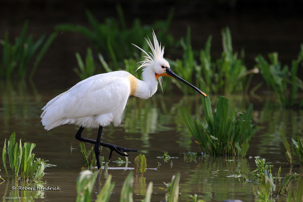 Eurasian Spoonbill