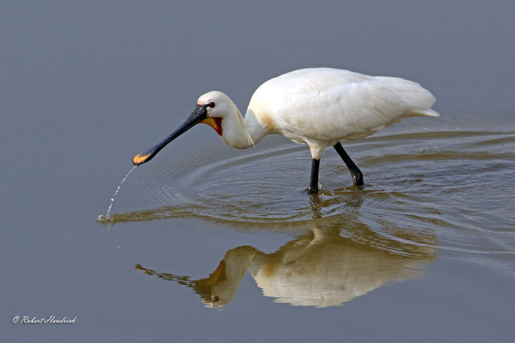 Eurasian Spoonbill