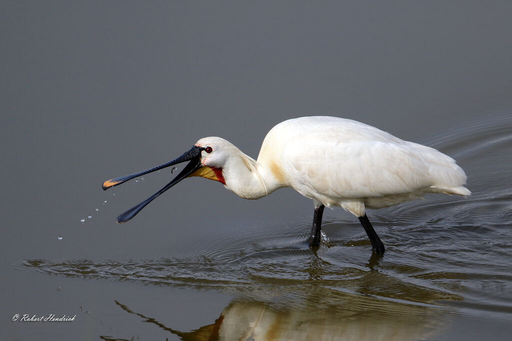 Eurasian Spoonbill