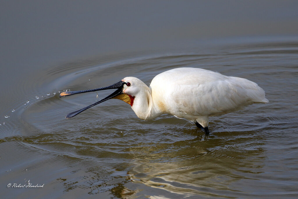 Eurasian Spoonbill