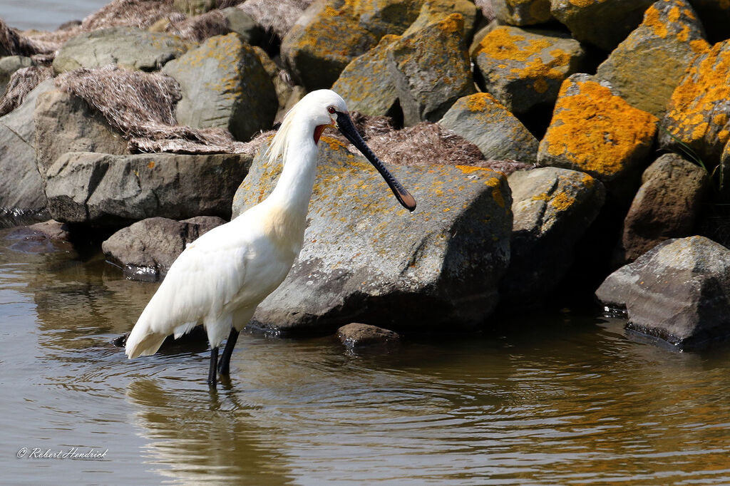 Eurasian Spoonbill