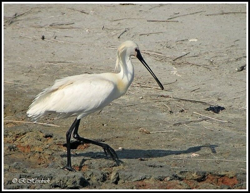 Eurasian Spoonbill