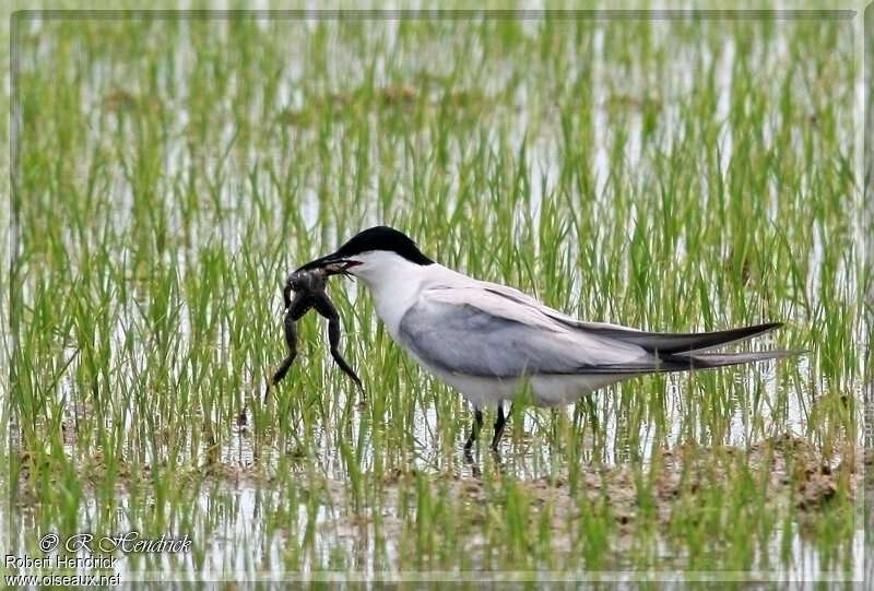 Gull-billed Ternadult, habitat, feeding habits