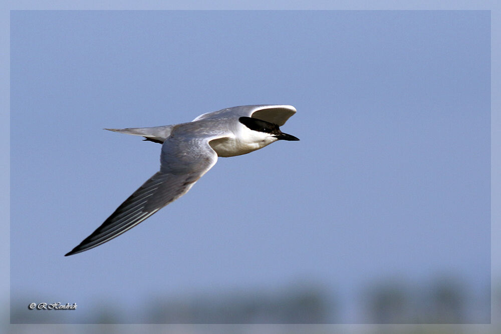 Gull-billed Tern