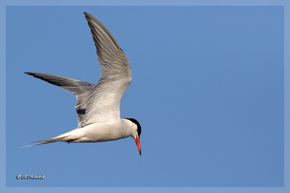 Common Tern