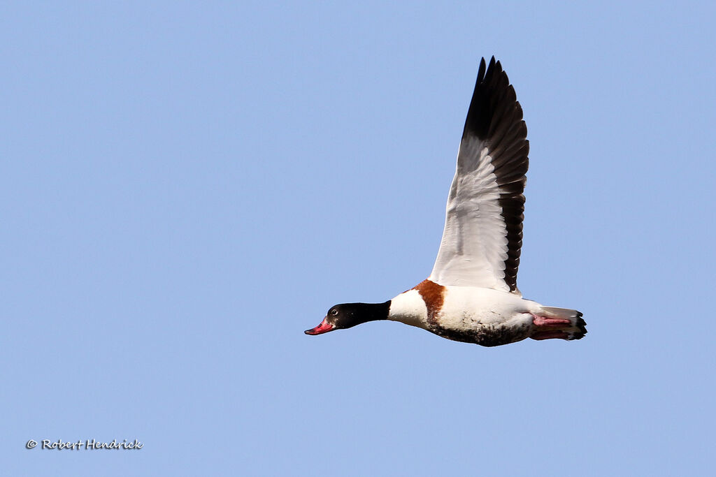 Common Shelduck