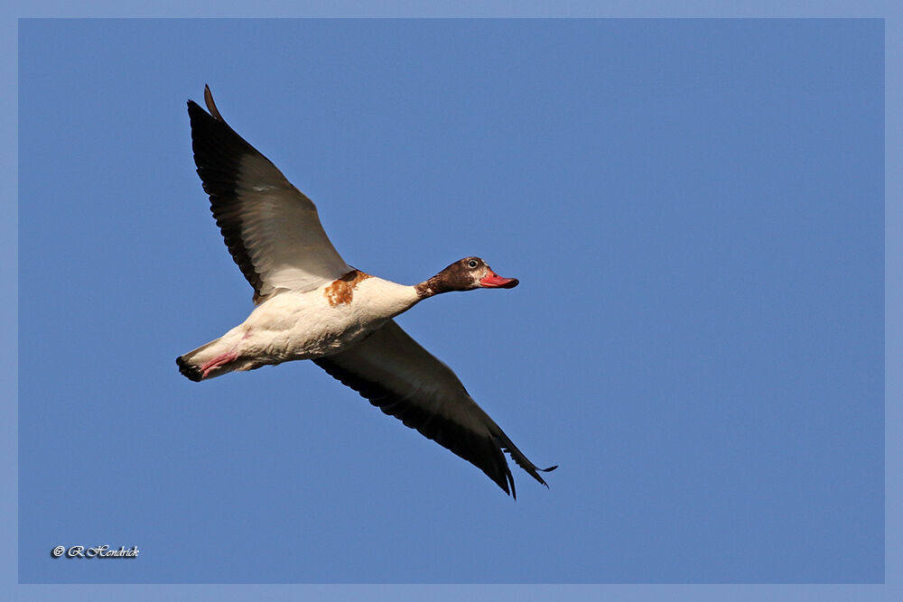 Common Shelduck