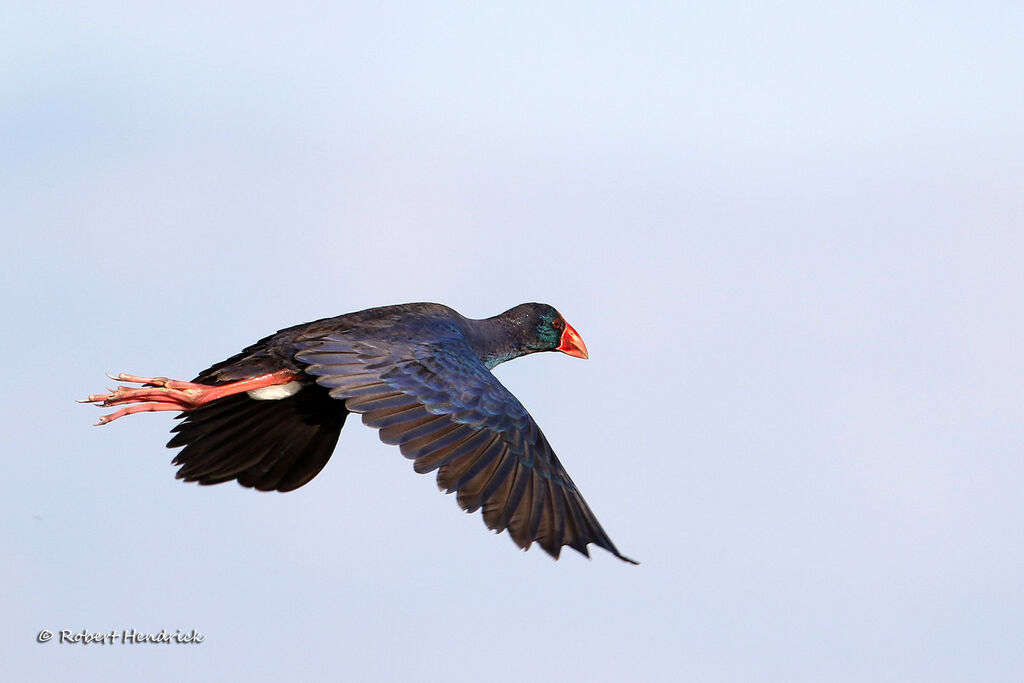 Western Swamphen