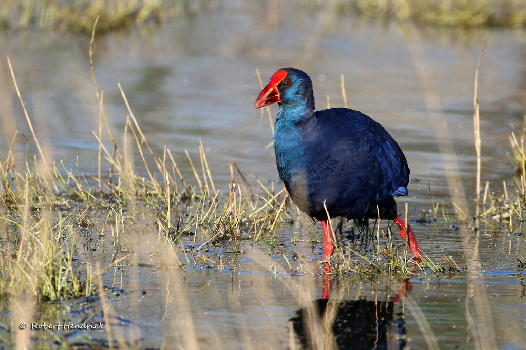 Western Swamphen