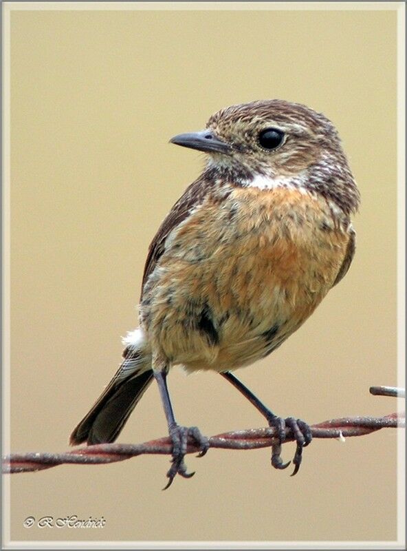 European Stonechat