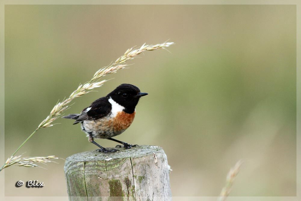 European Stonechat