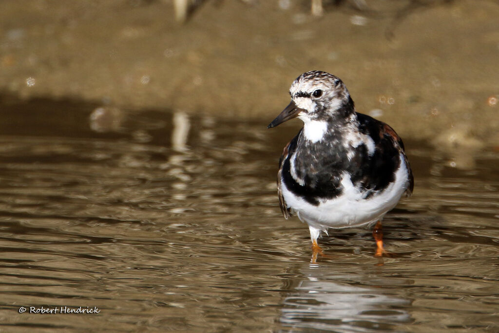 Ruddy Turnstone